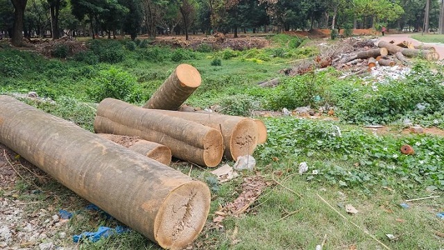 সোহরাওয়ার্দী উদ্যানে কাটা গাছ